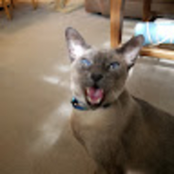 Meet your Posher, Barb - Picture 1 of 1